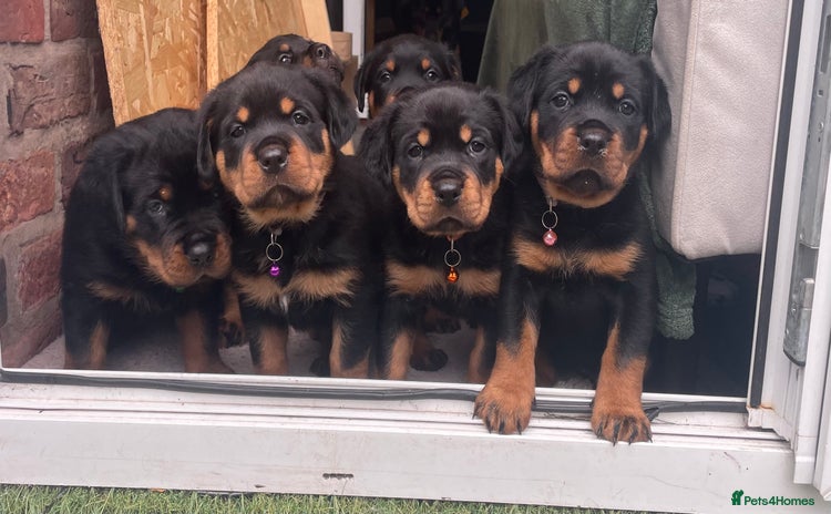 Rottweiler dogs - Advert 4
