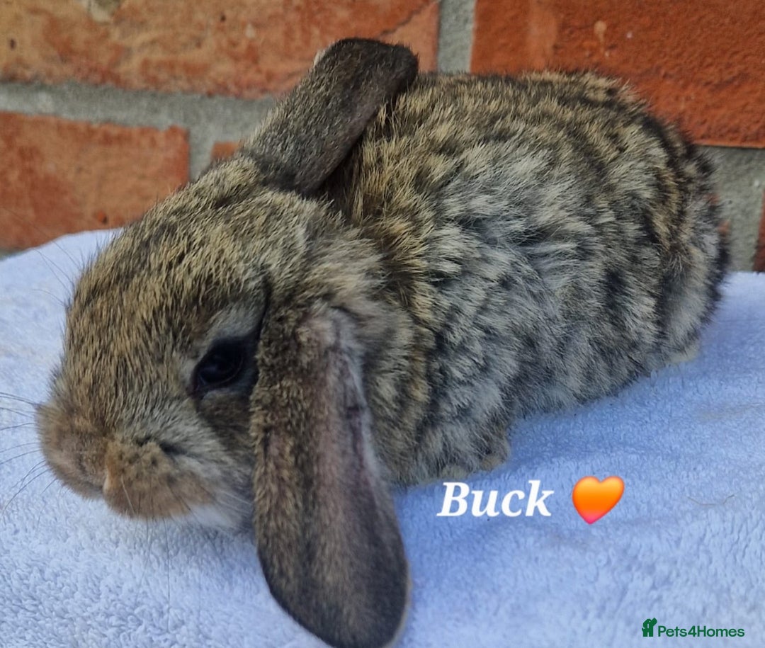 French Lop rabbits for sale: Beautiful French Lops - Image 3