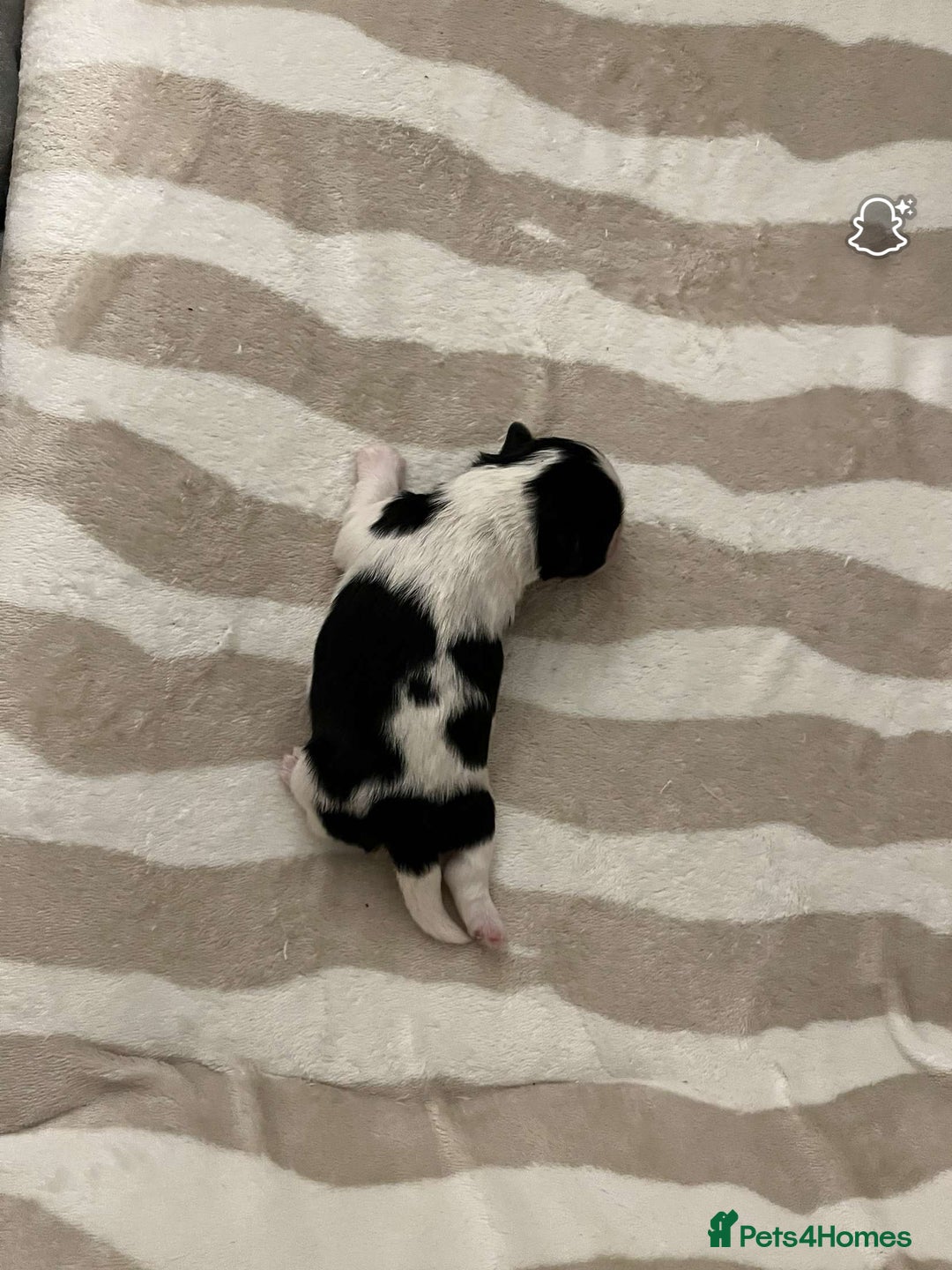 Shih Tzu dogs for sale: Shih Tzu puppy  - Image 3