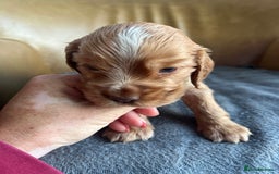 Cocker Spaniel dogs for sale: 🐾Gorgeous Cocker Spaniel Puppies 🐶🐾 - Image 12