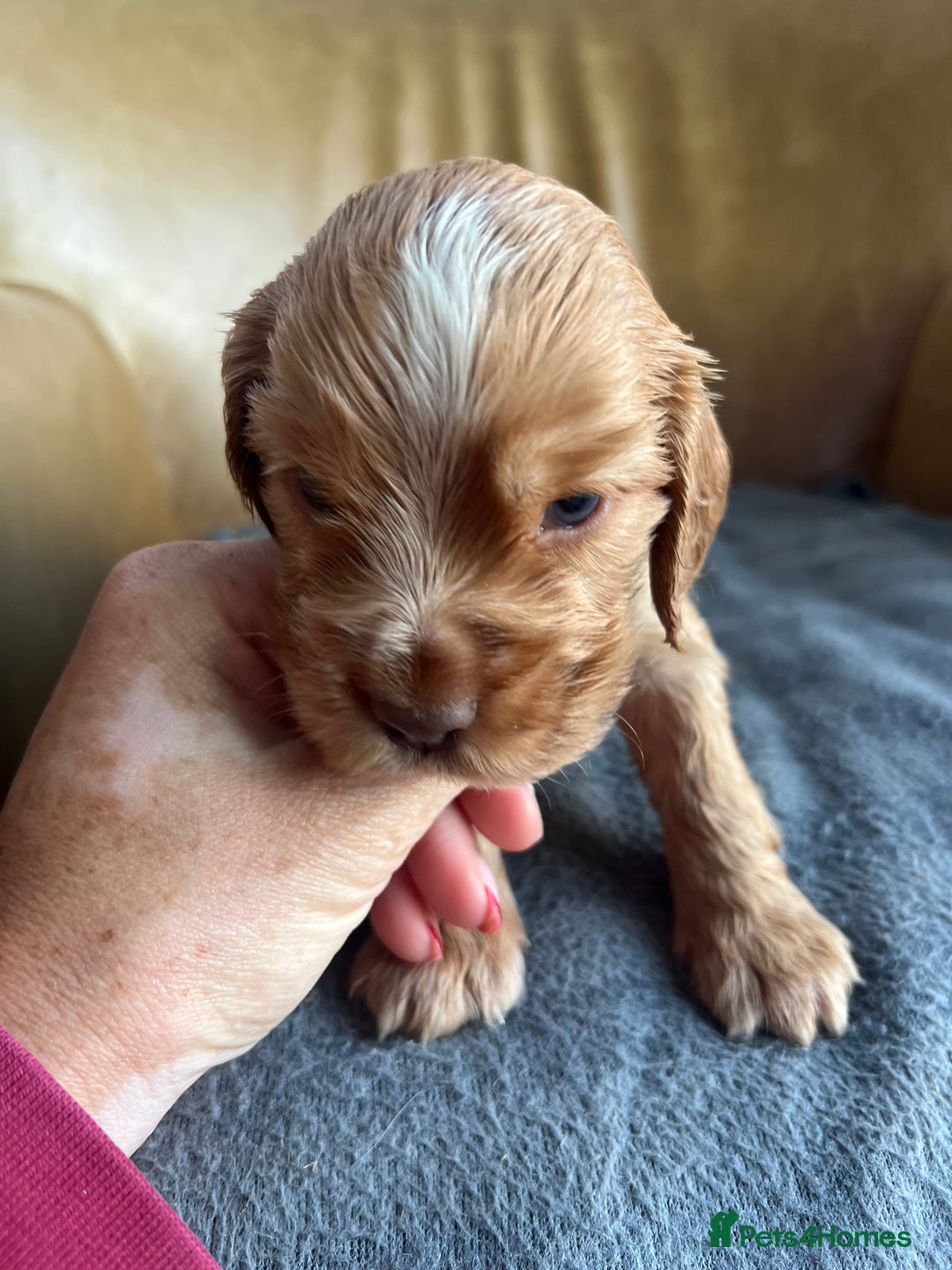 Cocker Spaniel dogs for sale: 🐾Gorgeous Cocker Spaniel Puppies 🐶🐾 - Image 12