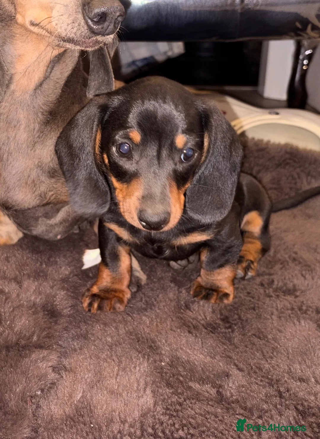 Dachshund dogs for sale: Dachshund puppies - Advert 2