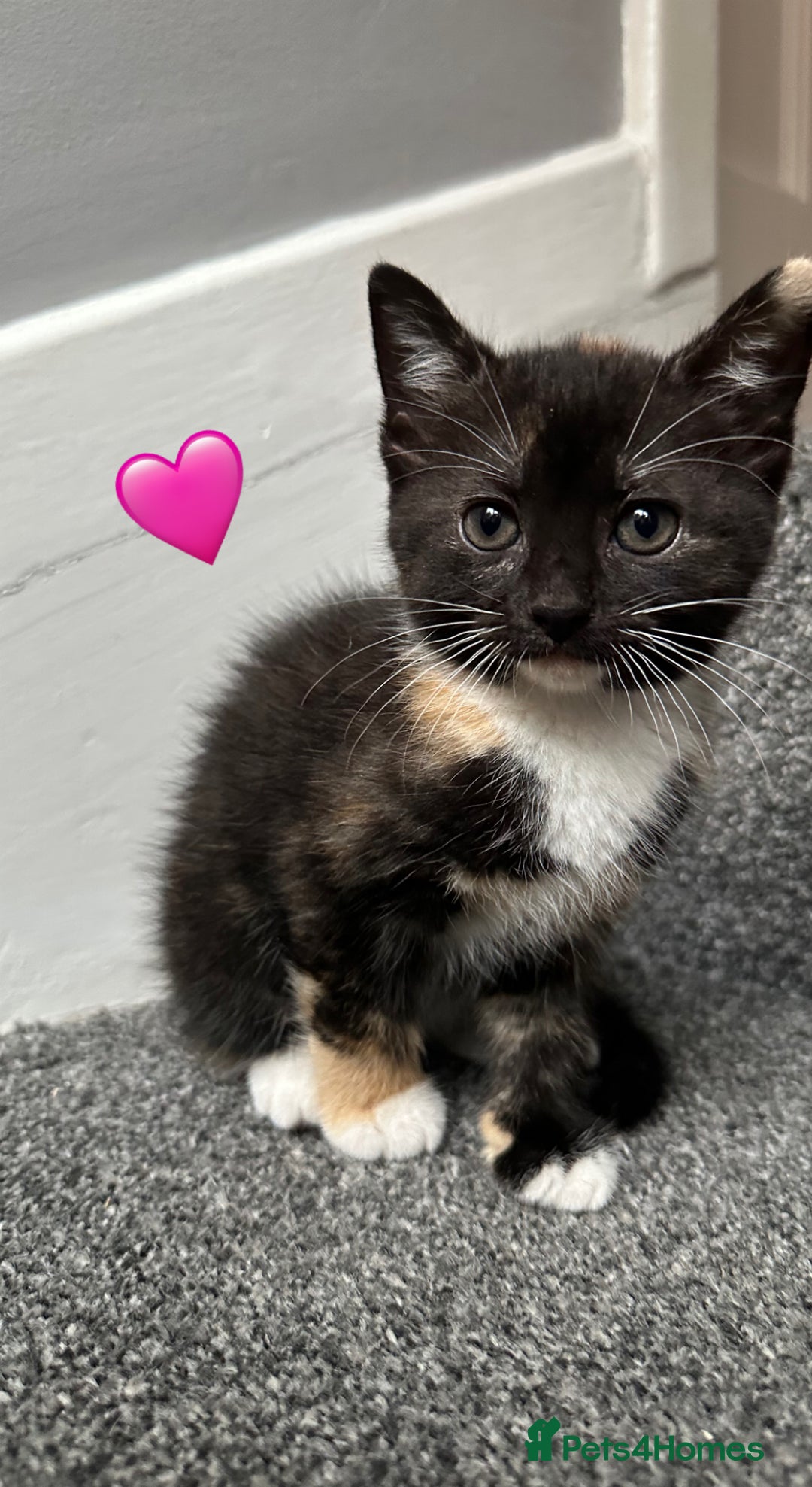 Mixed Breed cats for sale: Calico Female looking for home  - Image 1