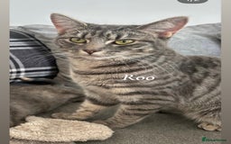Mixed Breed cats for sale: Friendly cats looking for new forever homes  - Image 1