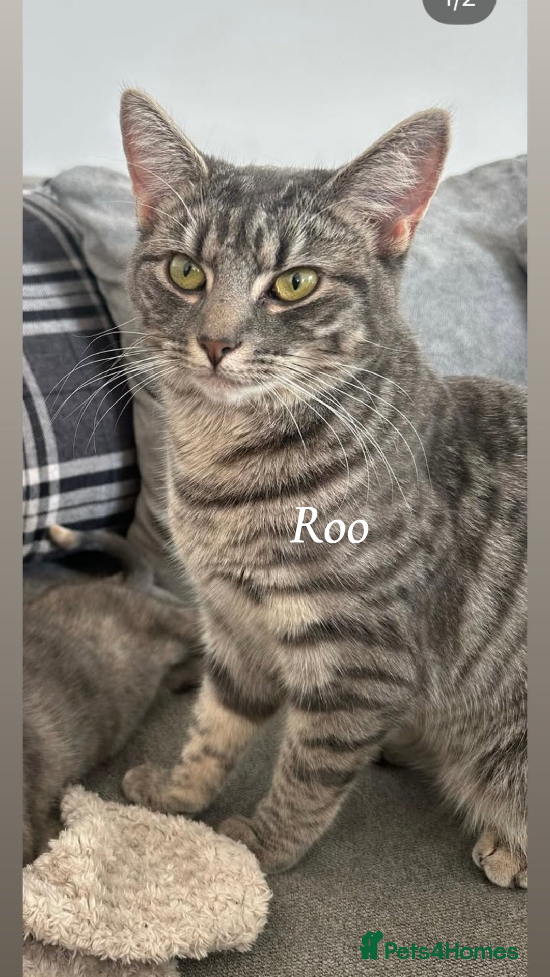 Mixed Breed cats for sale: Friendly cats looking for new forever homes  - Image 1