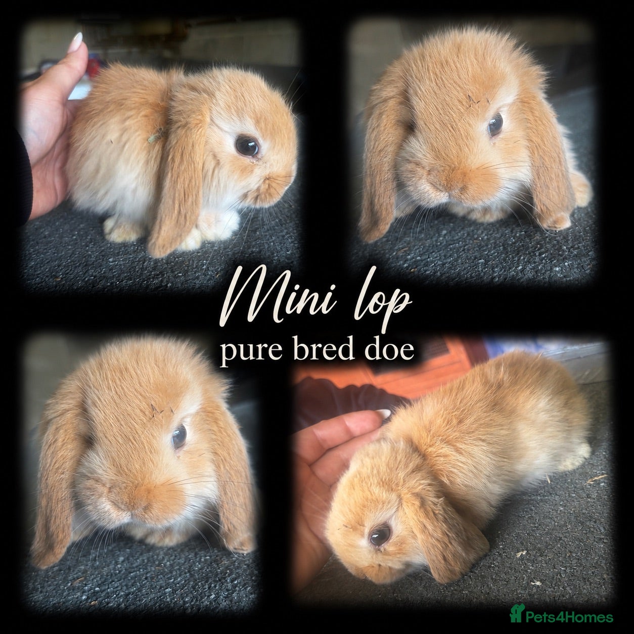 Mini Lop rabbits Mini lop doe looking for new home  - Advert 13