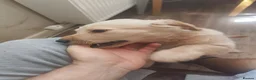 Goldador dogs for sale: Goldador female  in Norwich - Advert 9