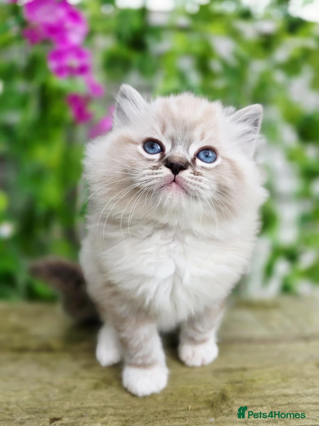 Ragdoll cats for sale: 5 amazing European babies.  Tica registered  - Advert 18
