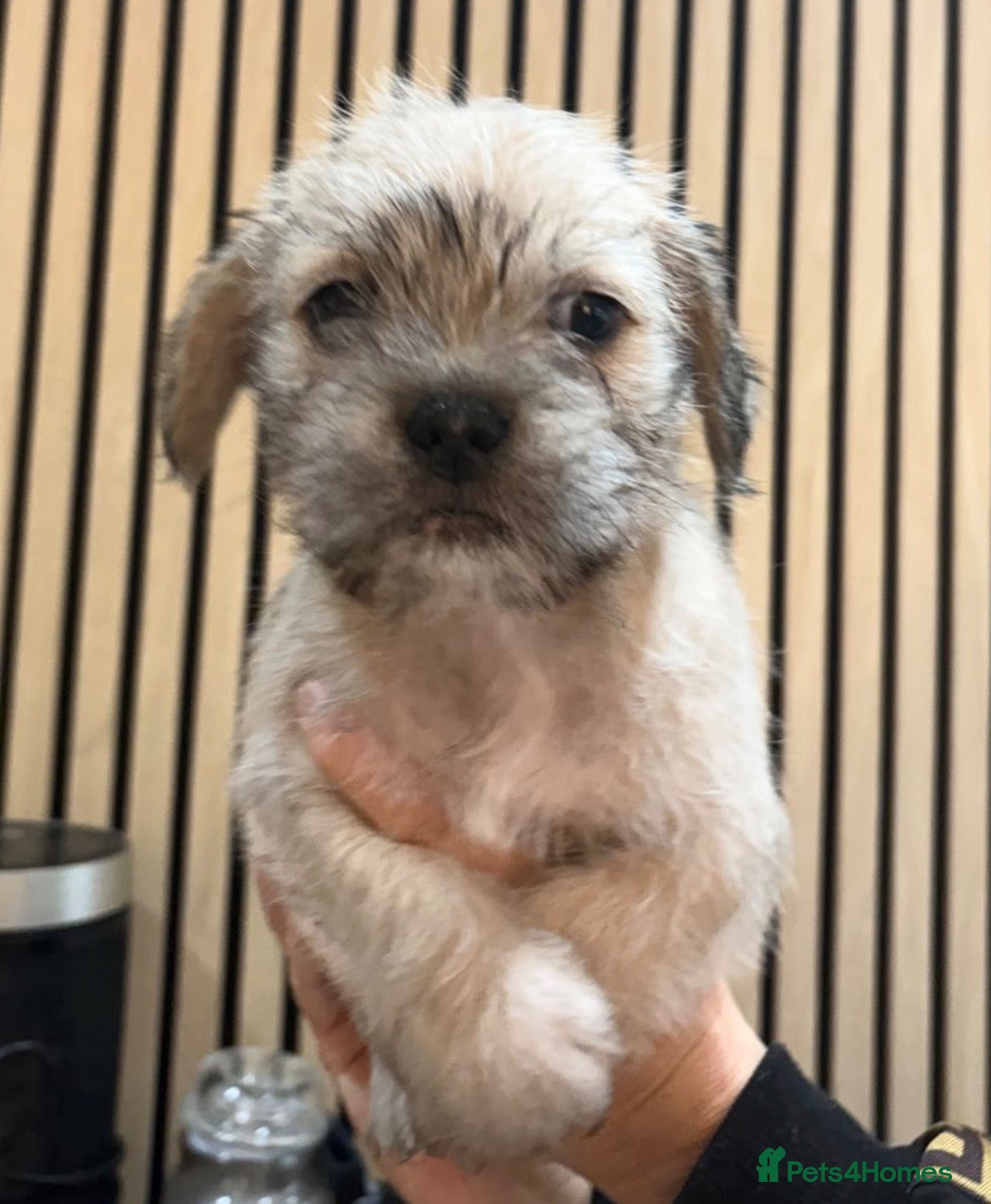 Mixed Breed dogs for sale: Foodle  - Advert 16