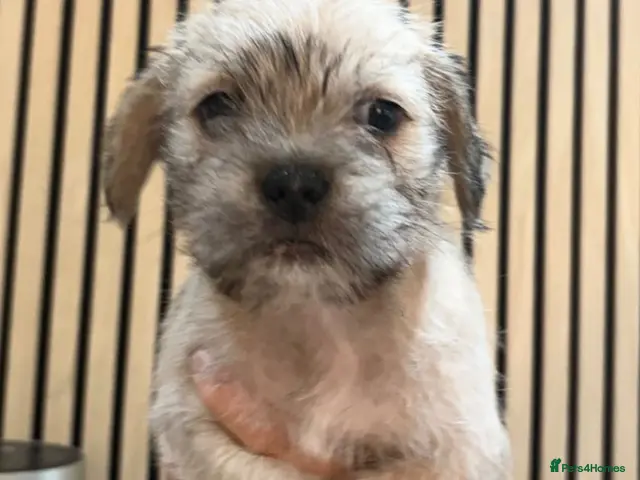 Mixed Breed dogs for sale: Foodle - Advert 16