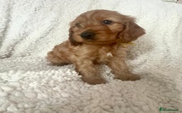 Cocker Spaniel dogs for sale: Show cocker spaniel pups ready 4th November  - Image 39