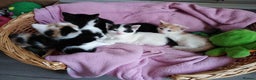 Mixed Breed cats for sale: Beautiful 3 girls looking for home black white  - Advert 4