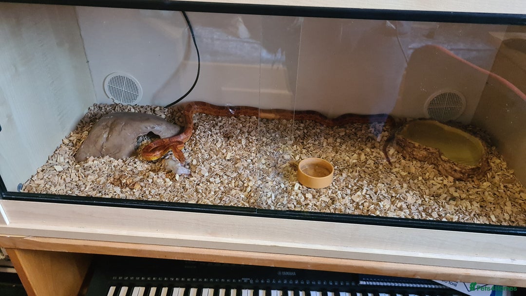 Corn Snake reptiles for sale: Viserion - Advert 5
