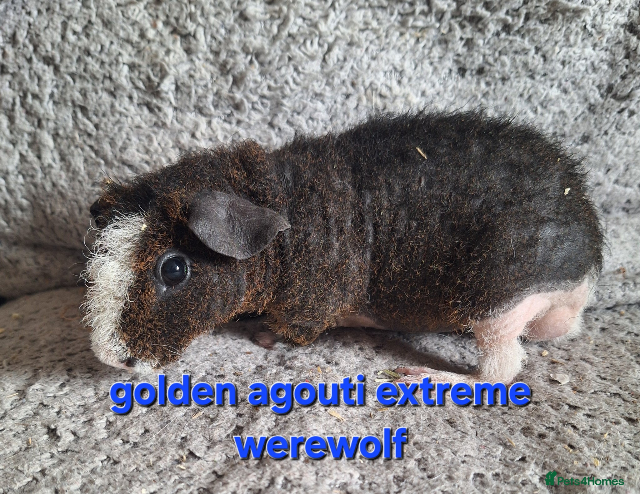 Guinea Pig rodents 4 male skinny/werewolf pig boars  - Advert 18