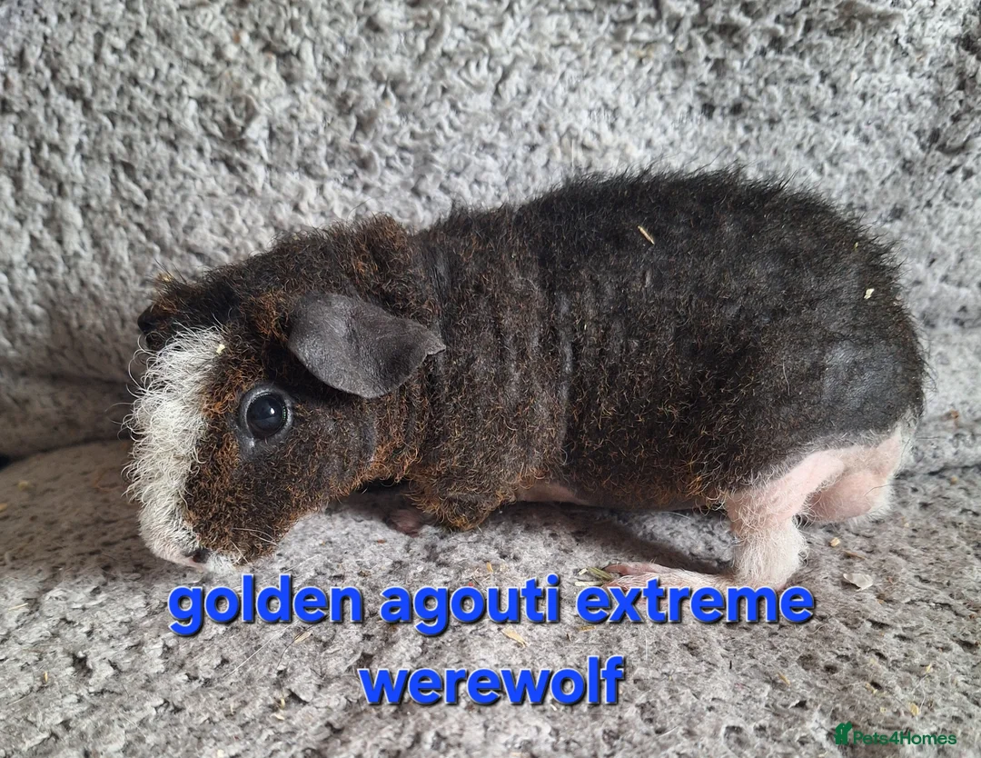 Guinea Pig rodents for sale: 4 male skinny/werewolf pig boars  - Advert 1