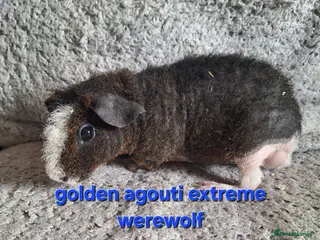 Guinea Pig rodents 4 male skinny/werewolf pig boars - Advert 16