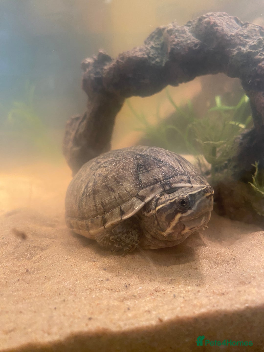 Turtle reptiles for sale: Musk turtle and full set up - Image 3