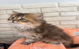 Scottish Fold cats for sale: Scottish fold pedigree kittens - Image 18