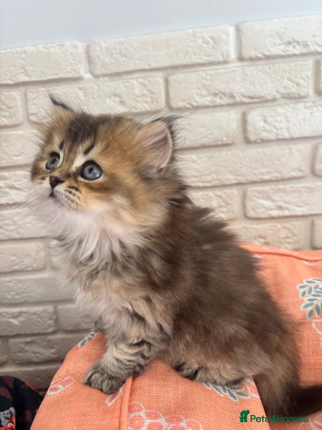 Scottish Fold cats for sale: Scottish fold pedigree kittens - Image 18