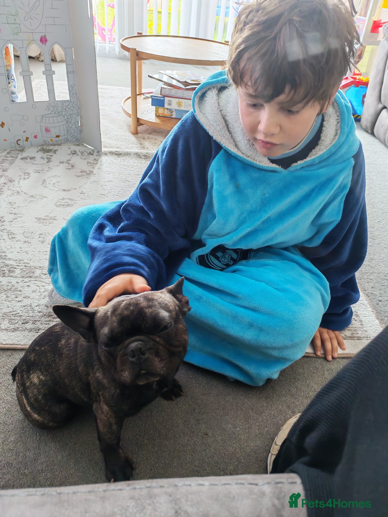 French Bulldog dogs 2 year old male kc reg French bulldog - Advert 7
