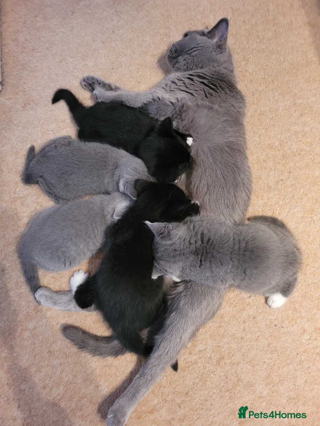 British Shorthair cats for sale: British Shorthair Mixed Litter - Advert 7