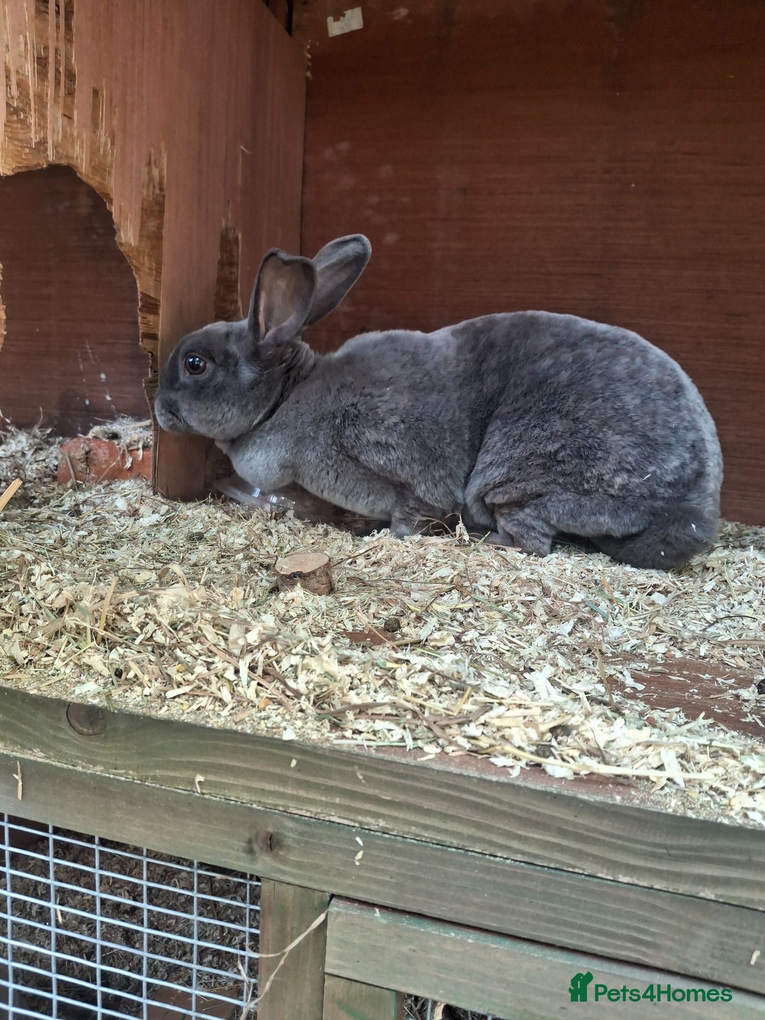 Mixed Breed rabbits Beautiful blue Rex - Advert 21