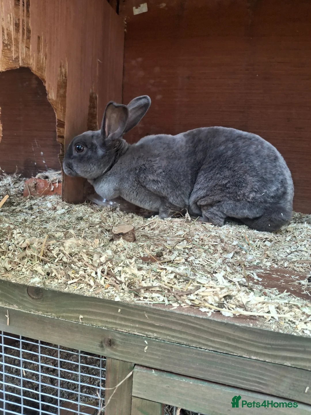Mixed Breed rabbits for sale: Beautiful blue Rex - Advert 1