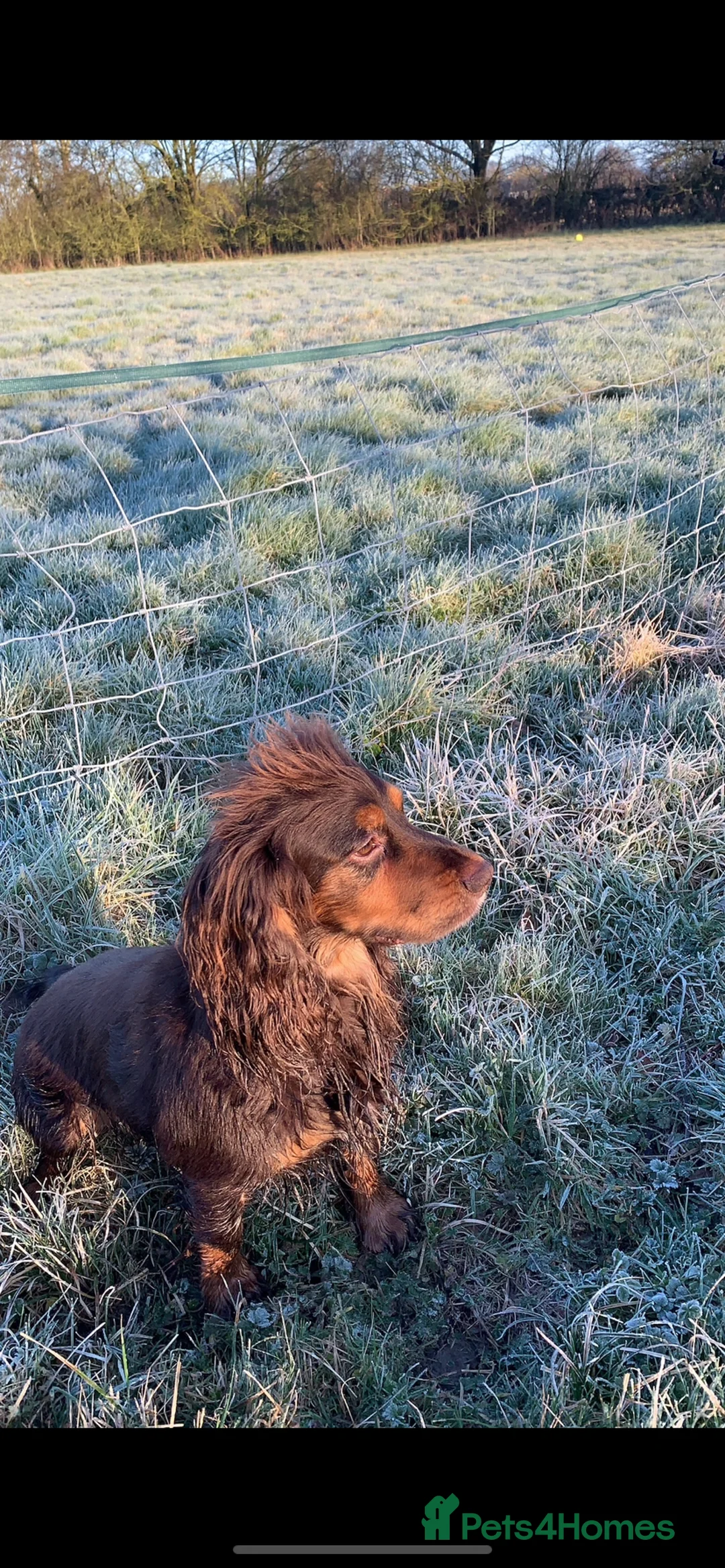 Cocker Spaniel dogs for stud: Working cocker spaniel for stud  - Advert 2