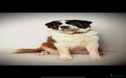 Saint Bernard dogs for sale: Saint Bernard puppies  - Image 30