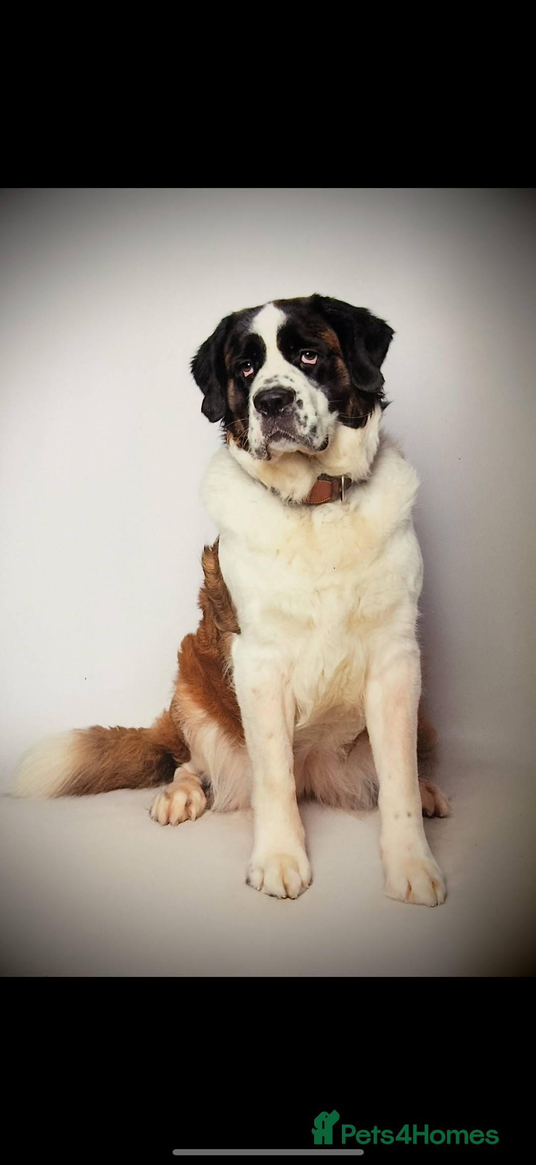 Saint Bernard dogs for sale: Saint Bernard puppies  - Image 30