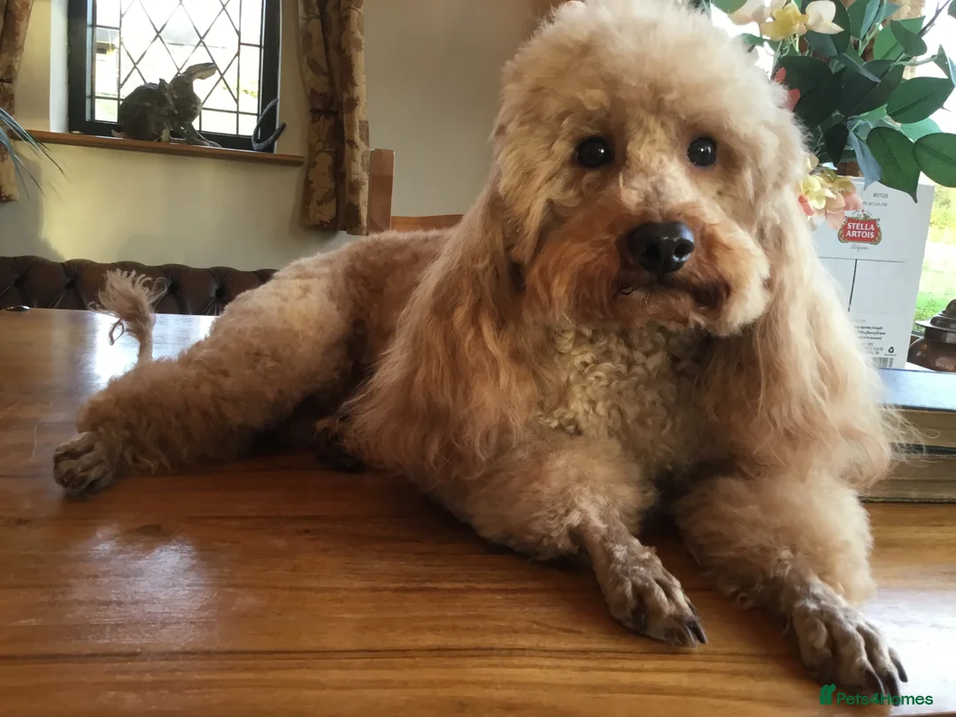 Miniature Poodle dogs for stud: Stunning Red Mini Poodle Stud, DNA Tested Clear. in Market Drayton - Advert 3