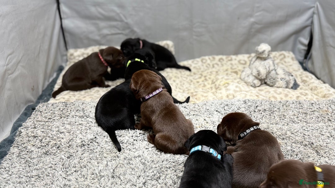 Labrador Retriever dogs for sale: Labrador puppies   - Advert 23