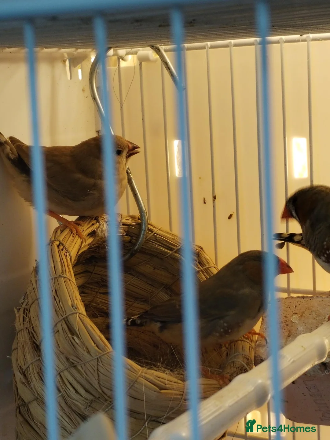 Finches birds for sale: Zebra finches  - Advert 10