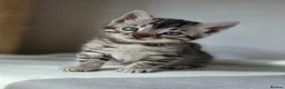 Bengal cats for sale: Gorgeous Health Tested Bengal Kittens  - Advert 14