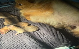 Pomeranian dogs for sale: Beautiful Pomeranian’s  - Image 15