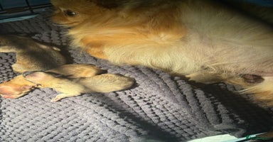 Pomeranian dogs - Advert 4