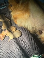 Pomeranian dogs - Advert 8
