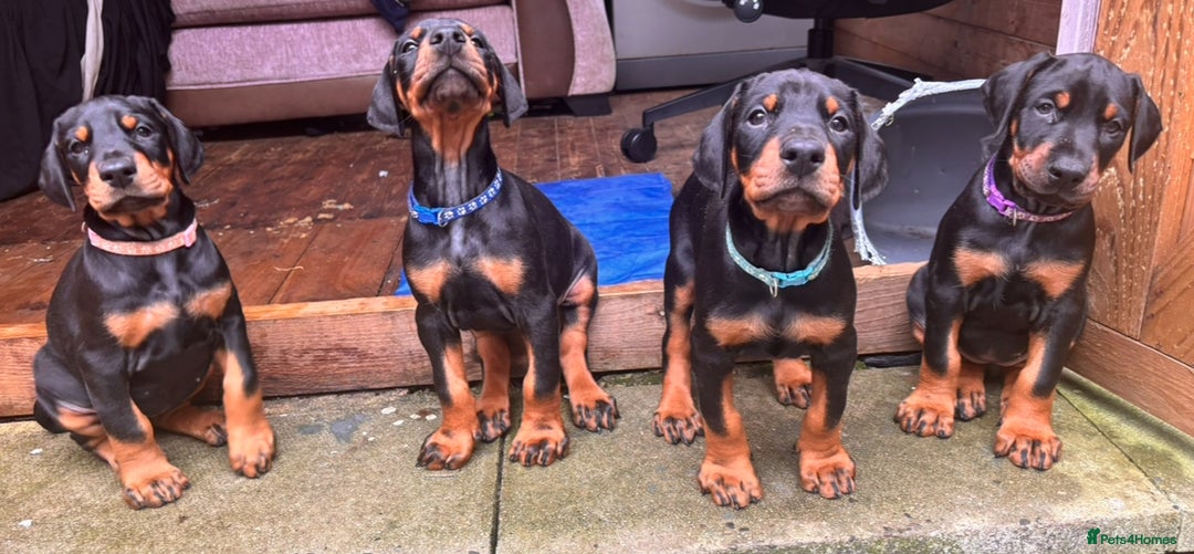Dobermann dogs for sale: ⭐️ Pregnancy confirmed FULL EUROPEAN DOBERMANN ⭐️ - Image 20
