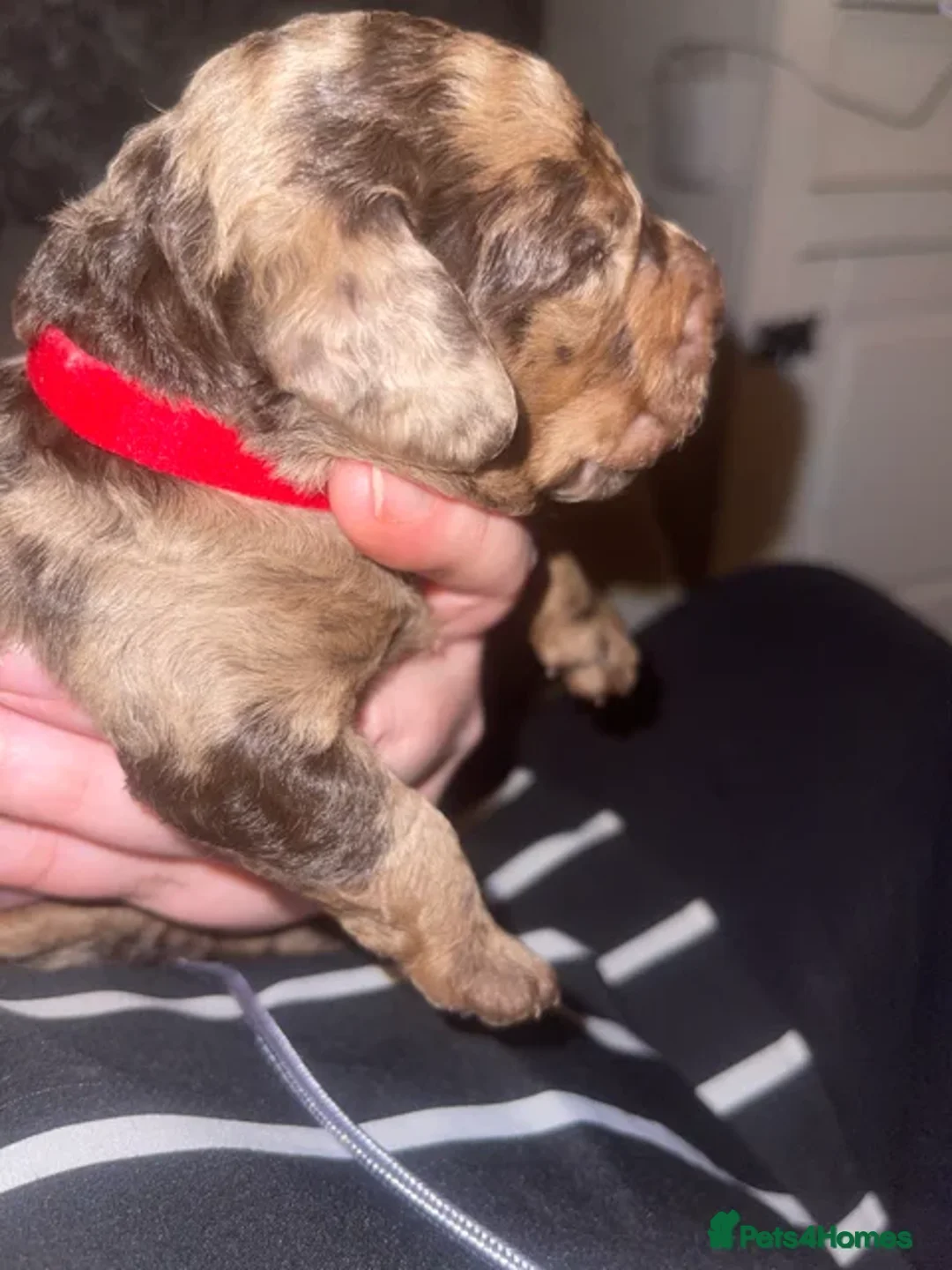 Miniature Poodle dogs for stud: 🐾 Stud miniature poodle, East Sussex/Kent - Advert 2