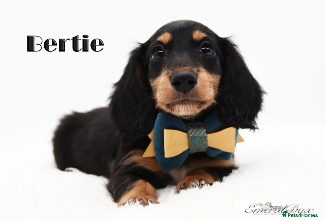 Miniature Dachshund dogs for stud: Miniature Black and Tan Piebald Stud in Rochford - Advert 10