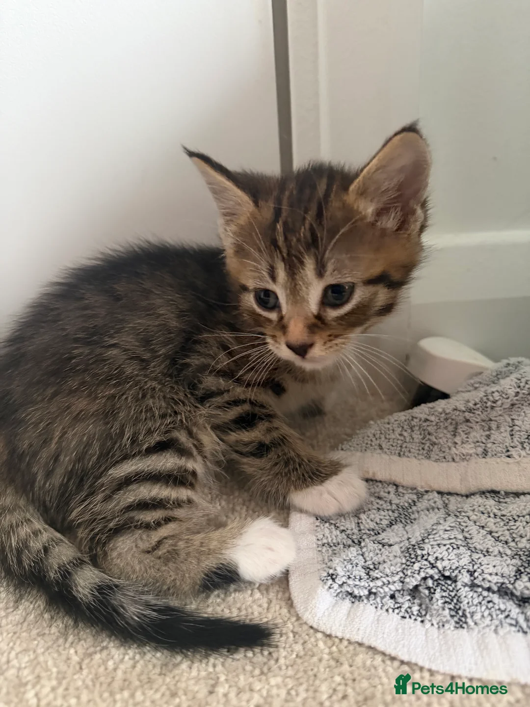 British Shorthair cats for sale: Gorgeous boy - Advert 4