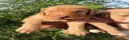 Australian Labradoodle dogs for sale: HEALTH TESTED AUSTRALIAN LABRADOODLE PUPPIES  - Advert 6