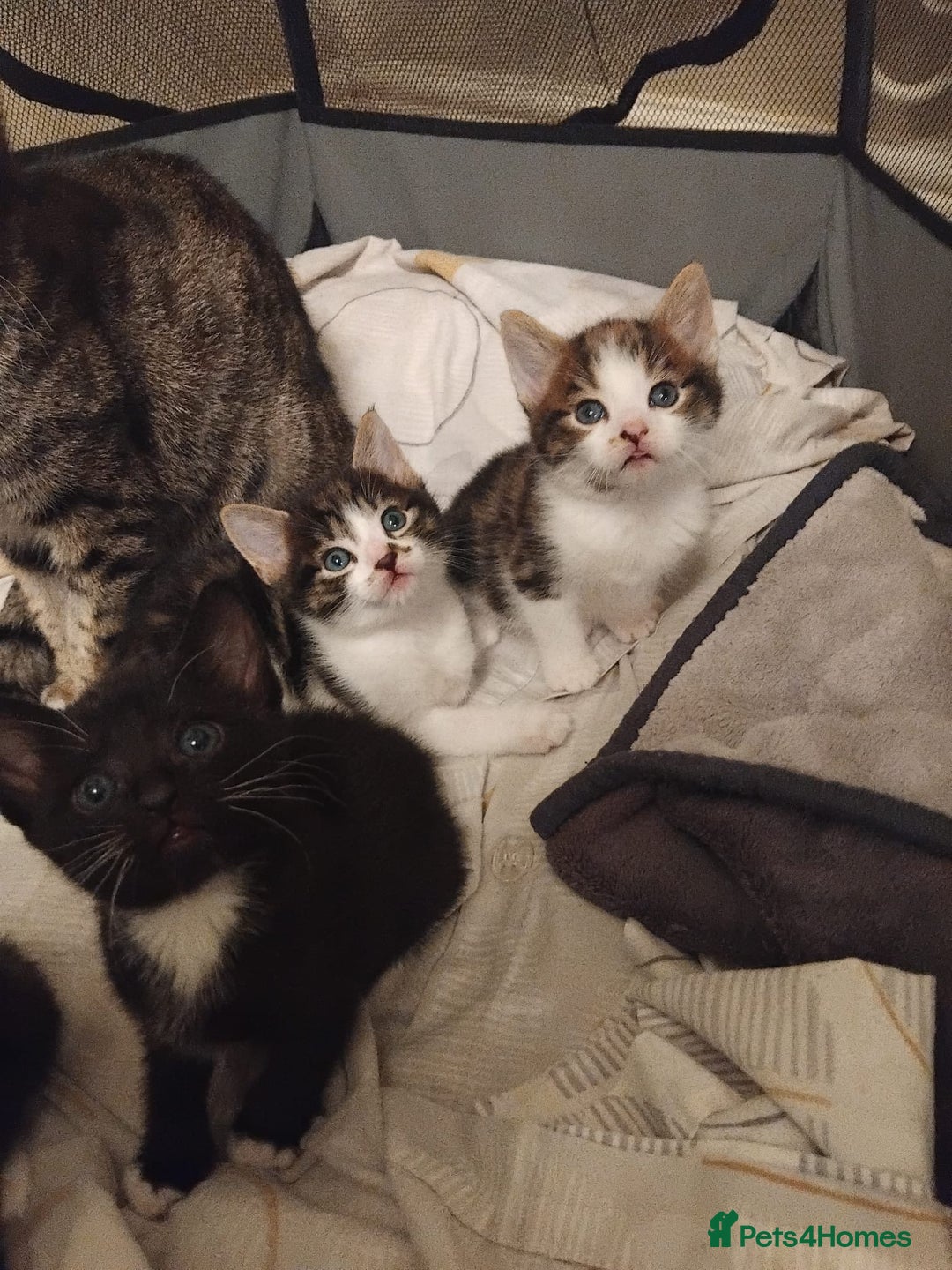 Mixed Breed cats for sale: 4 Lovely Kittens - Advert 5