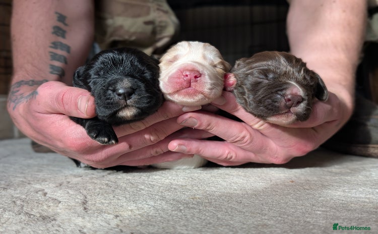 Cocker Spaniel dogs - Advert 1