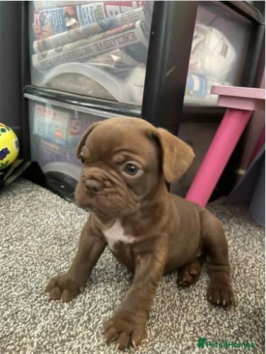 French Bulldog dogs Stunning Litter of French Bulldog Puppies for Sale - Advert 1
