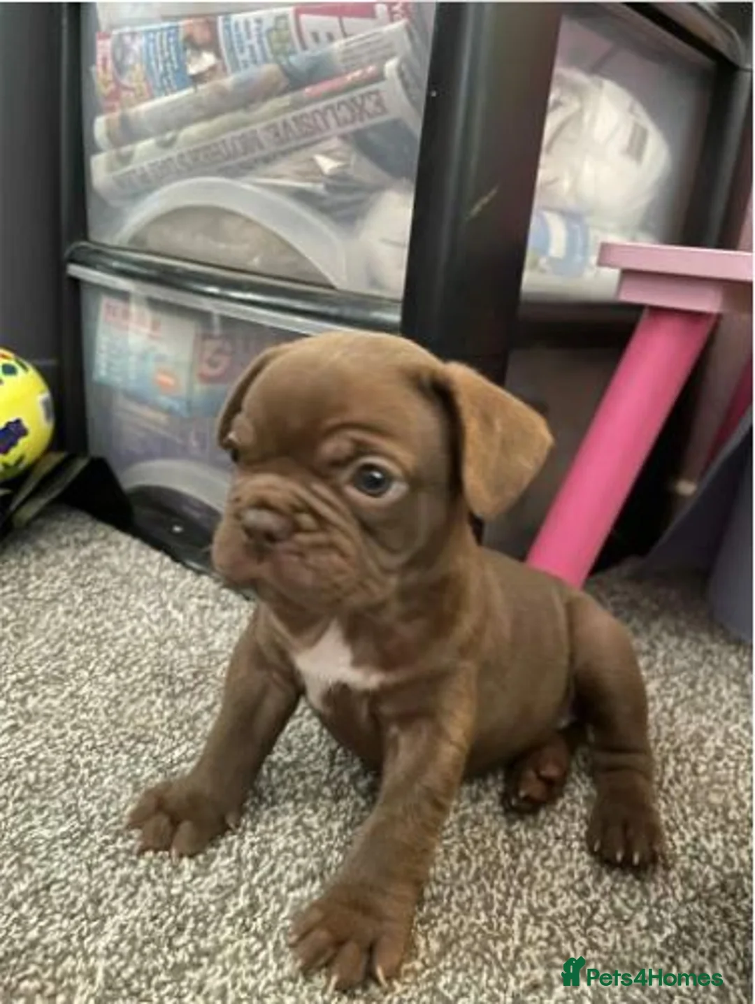French Bulldog dogs for sale: Stunning Litter of French Bulldog Puppies for Sale in Brighton - Advert 1