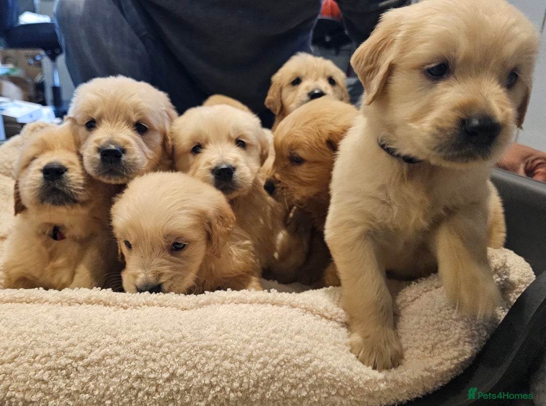 Golden Retriever dogs for sale: KC reg pedigree champion Golden Retriever pups - Advert 8