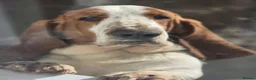 Basset Hound dogs for sale: Beautiful Tri colour Basset pups  - Advert 7