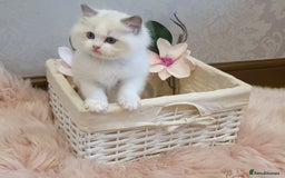 Ragdoll cats for stud: GCCF/TICA register, EU Ragdoll CHAMPIONSHIP STATUS in London - Image 11