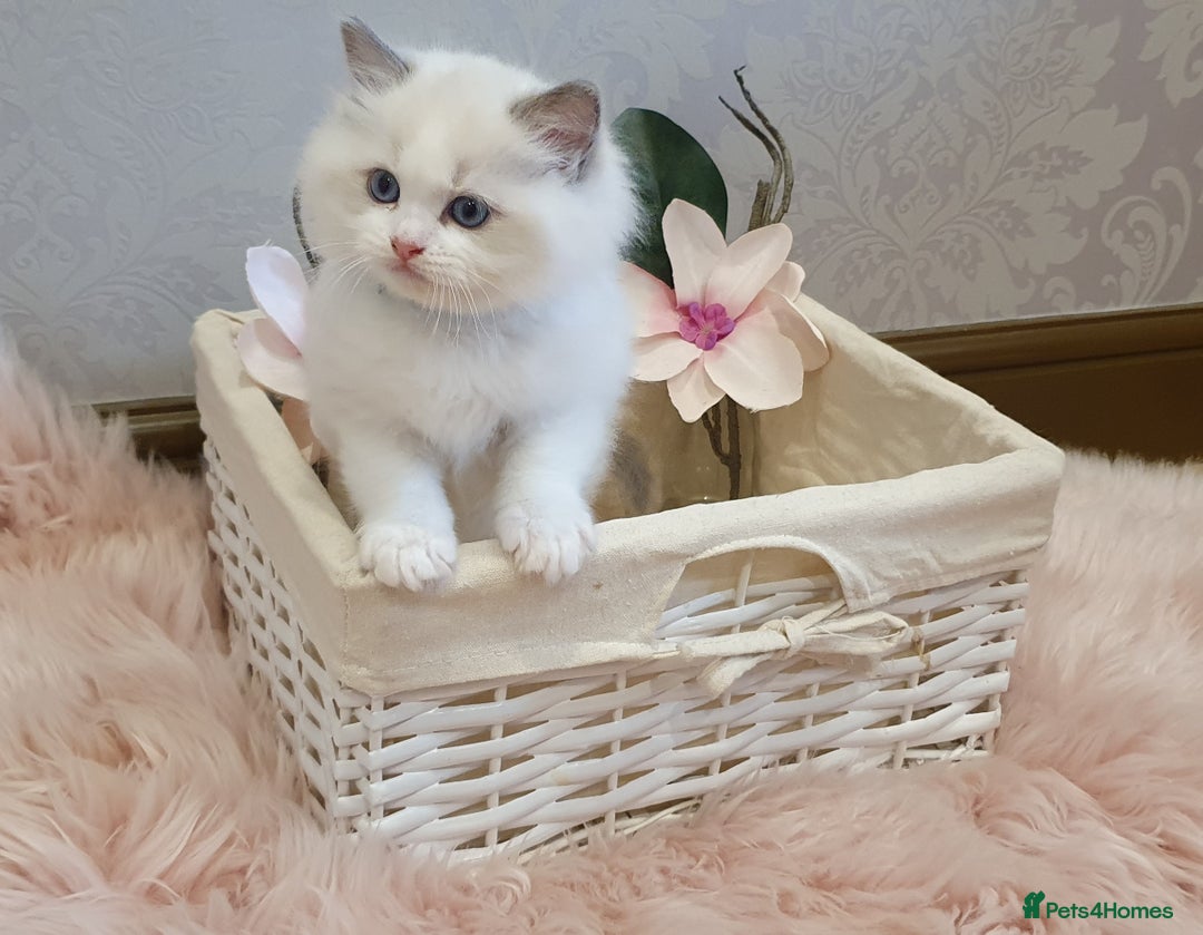 Ragdoll cats for stud: GCCF/TICA register, EU Ragdoll CHAMPIONSHIP STATUS in London - Image 11
